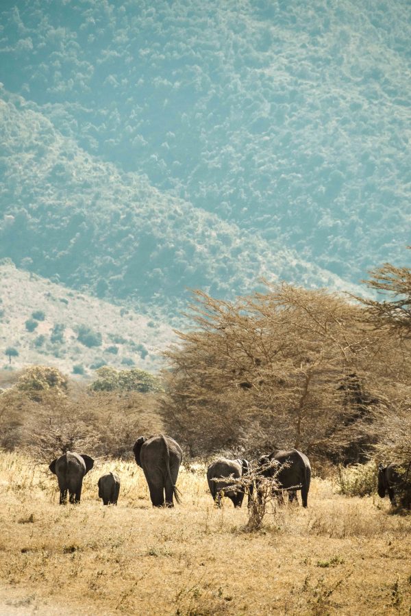 Elefant Familien - Image 2