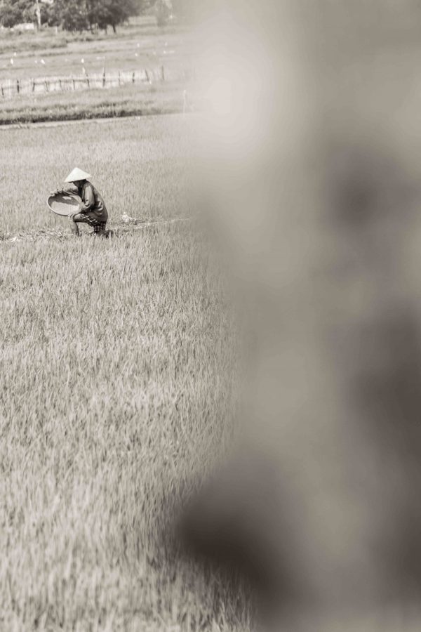 Farmer I Grå - serie - Image 3