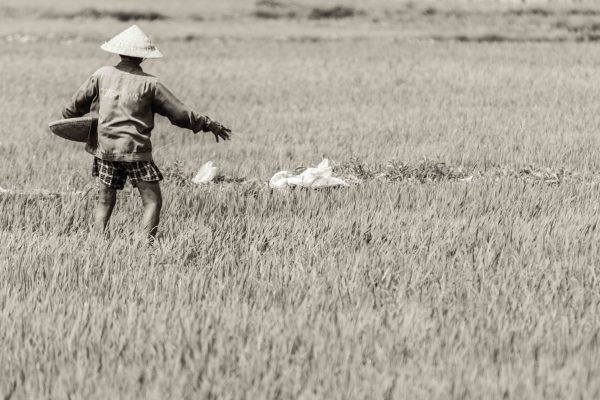 Farmer I Grå - serie - Image 2