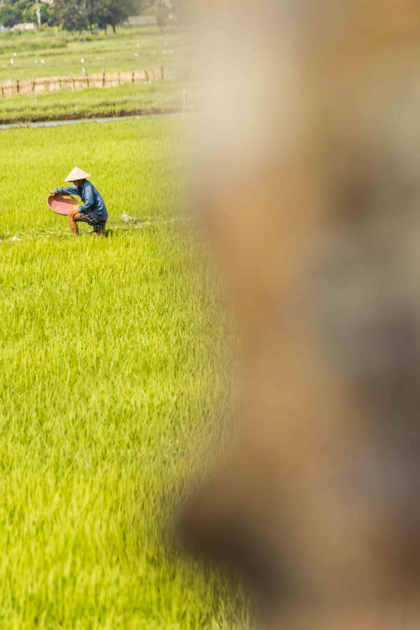 Farmer I Farver - serie - Image 4