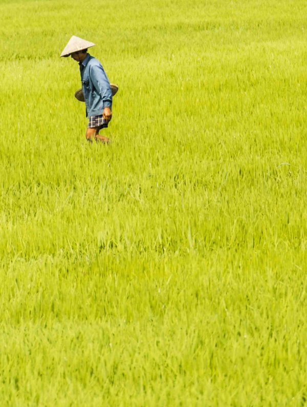 Farmer I Farver - serie - Image 2