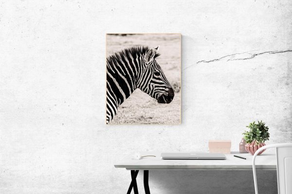 Grå Zebra - Image 2