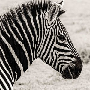 Grå Zebra