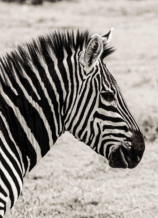 Grå Zebra