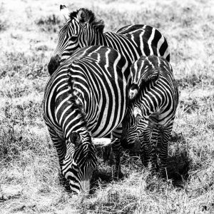 Zebra Family Grå