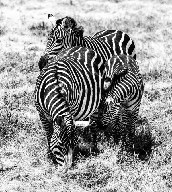 Zebra Family Grå