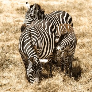 Zebra Family