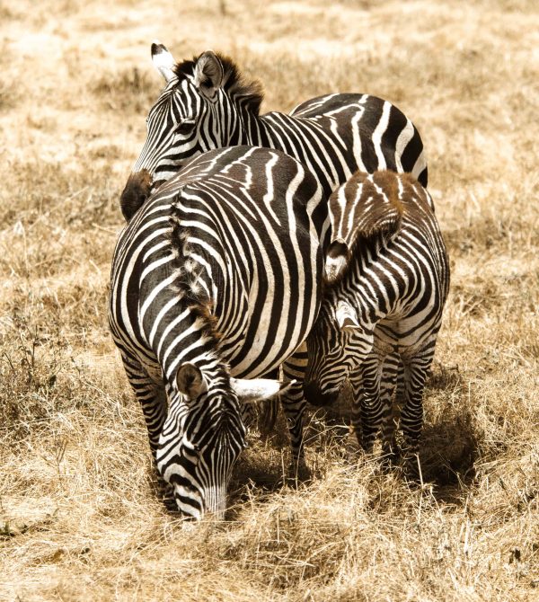 Zebra Family