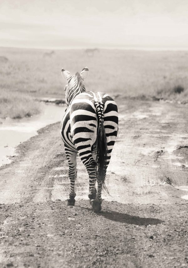 Grå Zebra - serie - Image 3