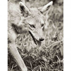 Hunter