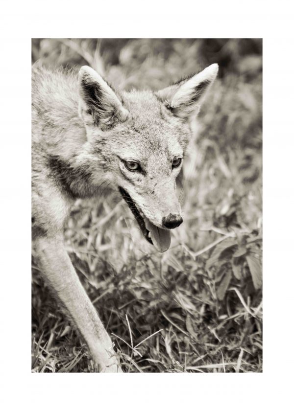 Hunter