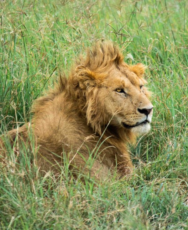 Leo - Image 2