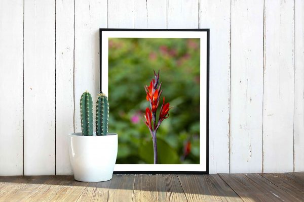 Blomsten Den Røde - Image 2