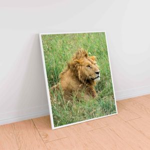 Leo