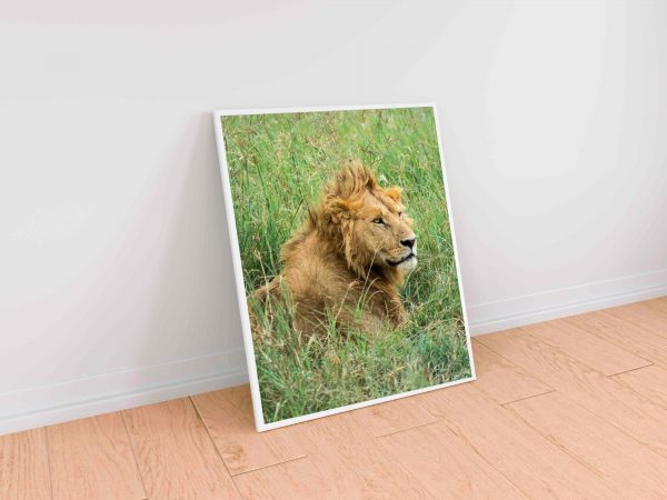 Leo