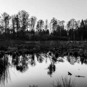 Den Grå Skov