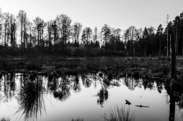 Den Grå Skov