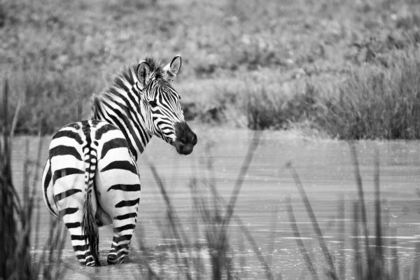 Zebra Bum - Image 2