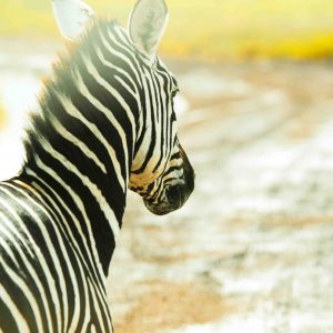 Zebraens