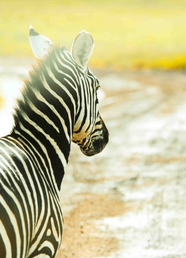 Zebraens
